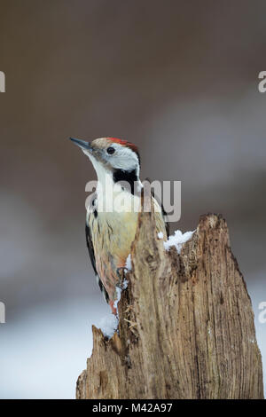 Mittelspecht, sucht ein Morschem Baumstamm / Nahrung, Mittel-Specht, Mittlerer Specht, Specht, Spechte, Leiopicus medius, Dendrocopos medius, Picoid Stockfoto