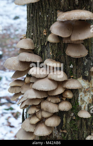 Austern-Seitling, Austernseitling, Austernpilz, Pleurotus ostreatus, Oyster mushroom, le Pleurote en forme d'huître Stockfoto