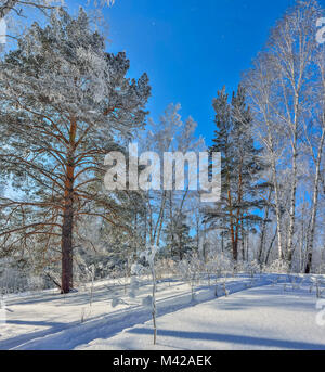 Winter Wald mit Schnee und Raureif auf hellen, sonnigen Wetter und Ski auf einem glitzernden Schnee Trace - wunderbare Winterlandschaft Stockfoto