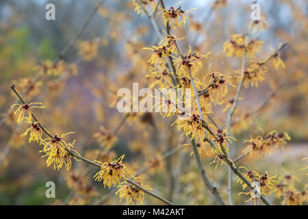 Hamamelis Mollis 'Jermyns Gold". Zaubernuss 'Jermyns gold' Blüte im Winter. RHS Wisley Gardens, Surrey, Großbritannien Stockfoto