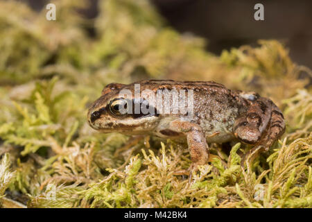 Gemeinsame froglet (Rana temporaria) ruht auf Moss. Tipperary, Irland.