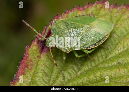 Frisch gehäutet nach gemeinsamen Green Shieldbug (Palomena prasina) am Dornbusch Blatt. Tipperary, Irland. Stockfoto