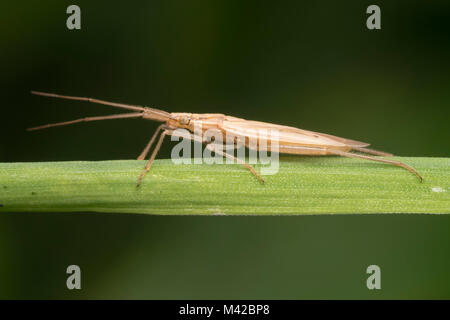 Gras Bug (Stenodema laevigata) auf einem Grashalm Tipperary, Irland thront. Stockfoto