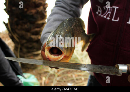 Die Fischerei auf Piranha im Pantanal Feuchtgebiet, Brasilien: Mann hält Fisch Stockfoto