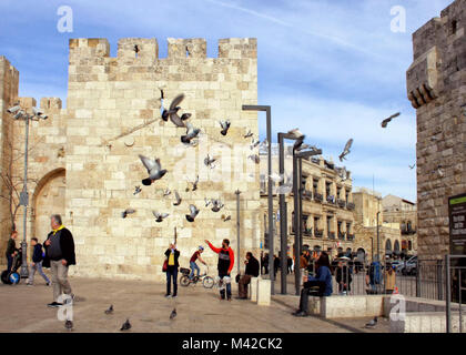 Tauben Streuung in die Luft an der Plaza außerhalb Jaffa Tor in der Altstadt von Jerusalem. Stockfoto