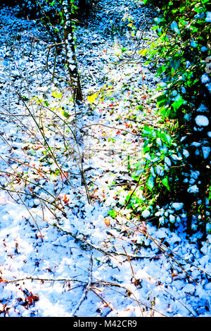 Eine Schicht von flauschigen weißen Schnee auf einem Wald boden, durch den Schnee Höhepunkt ist der Boden unterhalb der Stöcke, twiggs und leuchtenden Farben Rot, Grün und Stockfoto