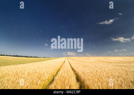 Müsli Feld in der heiße Sommer Sonne, endlose tracks Spanning bis an den Horizont Stockfoto