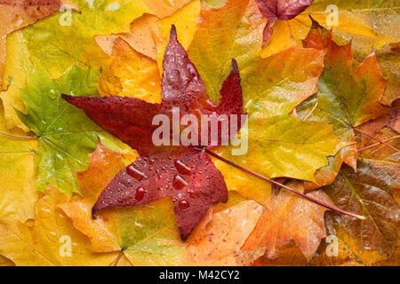 Rot Gelb baum Blatt auf Haufen andere nasse Blätter Ahorn Stockfoto