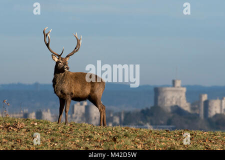 Rotwild im Windsor Great Park, Berkshire, England. Windsor Castle kann im Hintergrund gesehen werden. Stockfoto