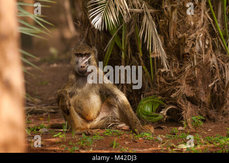 Junge olive Baboon auf dem Boden sitzend unter den Palmen, Afrika Stockfoto