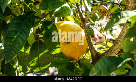 Grapefruit tree closeup 2. Stockfoto