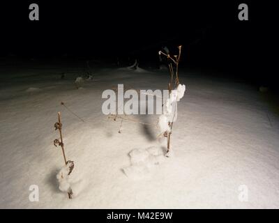 Gefrorene llängs Stiel mit Gras von schweren Schnee bedeckt. Winter Spaziergang innerhalb von Vollmond Nacht Stockfoto