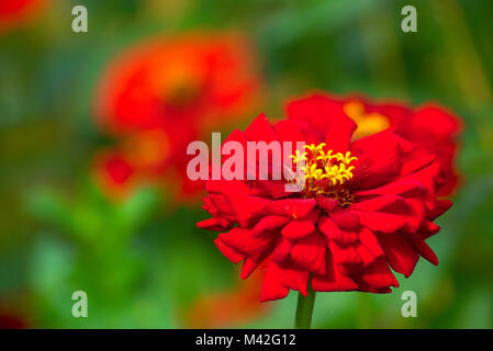 Red Zinnia Blume mit gelben und grünen Hintergrund Stockfoto