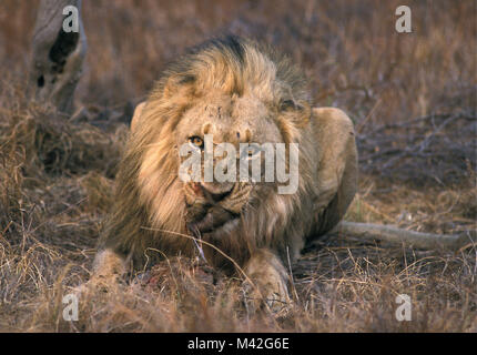 Südafrika. NPretoria. In Pilanesberg National Park. Lion. Stockfoto