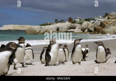 Südafrika. Halbinsel von Kapstadt. Boulders Beach, Afrikanische (Jackass) Pinguine (Spheniscus demersus). Stockfoto