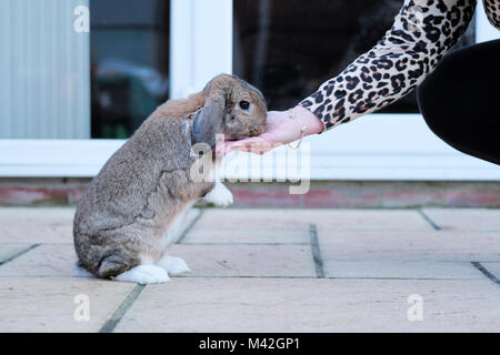 Ein Zahmes Dwarf Lop Kaninchen, Haustier, Kaninchen isst eine Festlichkeit von seinem Besitzer Hand. Das Kaninchen ist total locker und setzte sich auf seinen Hinterbeinen zu essen die Leckereien Stockfoto