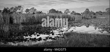Webb Wildlife Management Area, Punta Gorda, FL Stockfoto