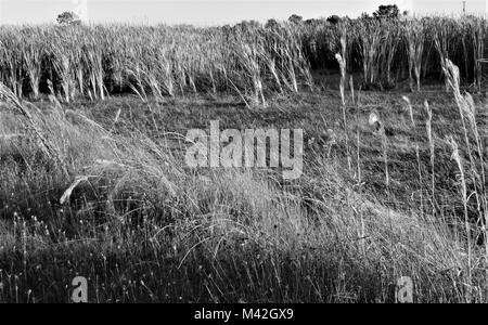 Webb Wildlife Management Area, Punta Gorda, FL Stockfoto