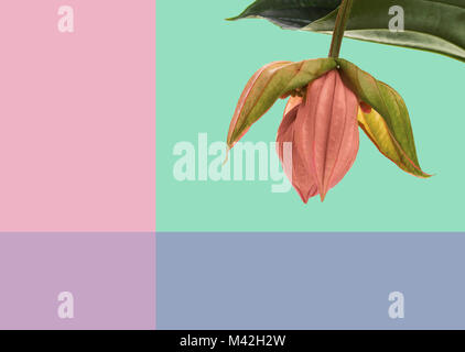 Blume auf einem farbigen Hintergrund Stockfoto