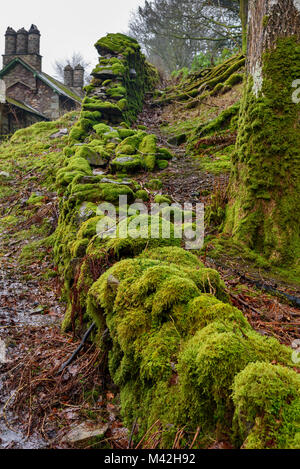 Mosscovered wand Flechten Stockfoto