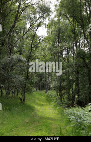 Ein Weg durch den Wald in die muir von dinnet National Nature Reserve in der Nähe von Ballater, Aberdeenshire, Schottland Stockfoto