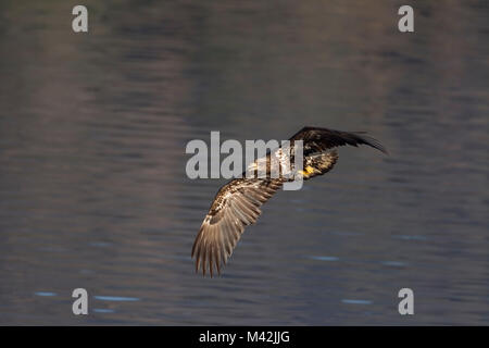 Weißkopfseeadler Jugendlicher Unreife im Flug Stockfoto