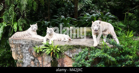 Singapur Zoo im Jahr 2010 Im Jahr 2015 getroffen Stockfoto