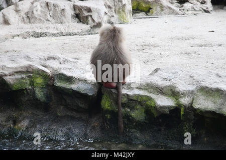 Singapur Zoo im Jahr 2010 Im Jahr 2015 getroffen Stockfoto