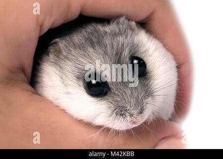 Verängstigte Maus mit großen Augen, Hand, Nahaufnahme Stockfoto