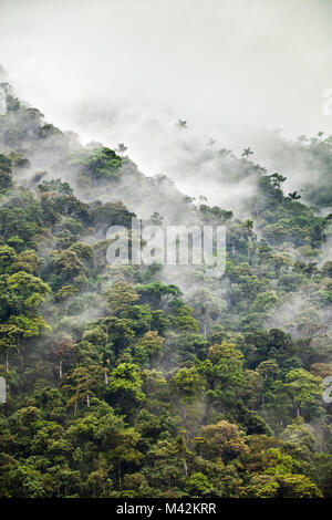 Peru, San Pedro, Manu Nationalpark, Nebelwald. Unesco-Weltkulturerbe. Stockfoto