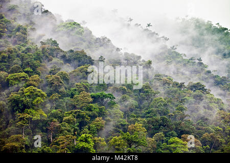 Peru, San Pedro, Manu Nationalpark. Unesco-Weltkulturerbe. Nebelwald. Stockfoto