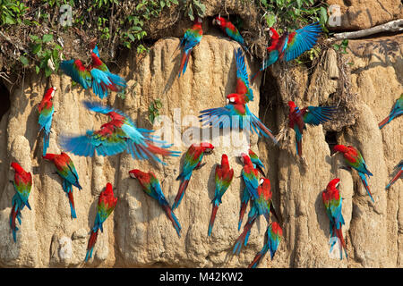 Peru, Boca Manu, Blanquillo, Manu Nationalpark, UNESCO-Weltkulturerbe, roten und grünen Aras (Ara chloroptera) einnehmen der Ton. Stockfoto