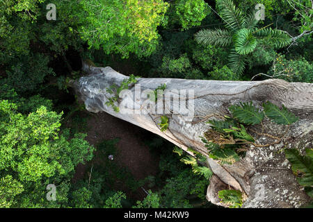 Peru, Boca Manu, Blanquillo, Manu Nationalpark, UNESCO-Weltkulturerbe. Blick vom Vordach Plattform auf Kapok tree. Frau suchen. Stockfoto