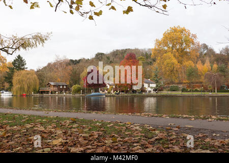 Herbst Farben entlang des Flusses am Henley on Thames, Oxfordshire, England, Großbritannien Stockfoto