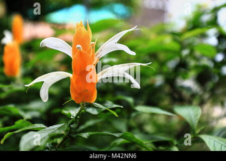 Weiße Blumen von Pachystachys lutea Strauch oder Lutscher Anlage sequentiell auf Blütenständen, die aus überlappenden gelb-orange direkt online. Bontoc-Mountain pr Stockfoto