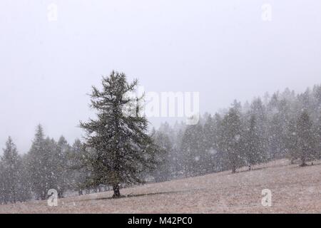 Orsiera Rocciavre Park, Chisone Tal, Turin, Piemont, Italien. ersten Schneefall am Orsiera Rocciavre Park Stockfoto