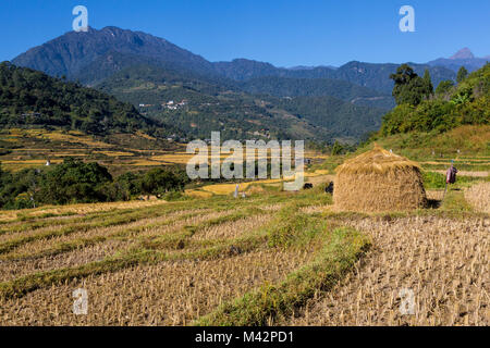 Punakha, Bhutan. Reisterrassen nach der Ernte entlang der Mo River Valley. Stockfoto