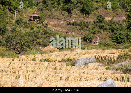 Punakha, Bhutan. Buddhistische Heiligtum mit Gebetsmühle mit Blick auf Reisterrassen nach der Ernte entlang der Mo River Valley. Stockfoto