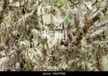 Rosegtal, Schweiz. Eichhörnchen. Stockfoto