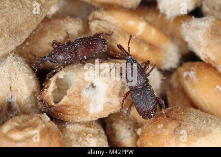 Käfer von Weizen rüsselkäfer auch als das Korn rüsselkäfer oder Getreidespeicher-getreidekäfer (Sitophilus granarius) auf beschädigte Körner bekannt Stockfoto