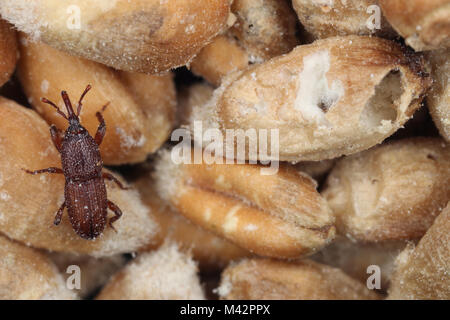 Käfer von Weizen rüsselkäfer auch bekannt als das Korn rüsselkäfer oder Getreidespeicher-getreidekäfer (Sitophilus granarius) auf beschädigte Körner Stockfoto