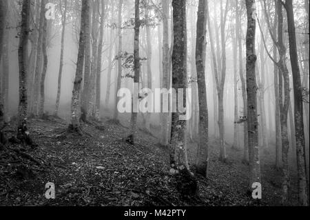 Sassofratino finden, Foreste Casentinesi Nationalpark, Badia Prataglia, Toskana, Italien. Nebel in den Wald. Stockfoto