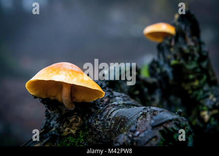 Sassofratino finden, Foreste Casentinesi Nationalpark, Badia Prataglia, Toskana, Italien, Europa. Pilze auf nassen Zweig. Stockfoto