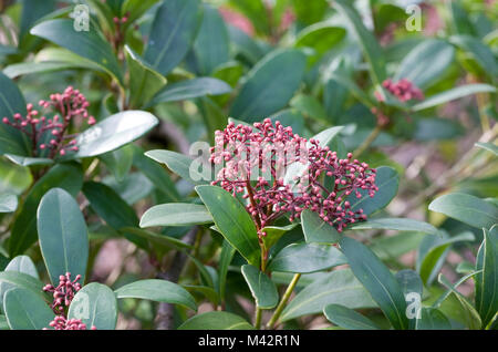 Skimmia japonica 'Rubella'. Stockfoto