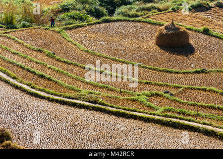 Punakha, Bhutan. Reisterrassen nach der Ernte entlang der Mo River Valley. Stockfoto