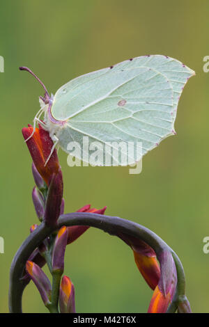 Die Cedronella Schmetterling, Gonepteryx rhamni, Aufenthalt auf eine rote Blume und es ist ein lepidoteran whit die Flügel wie Blätter zu tarnen. Lombardei, Italien Stockfoto