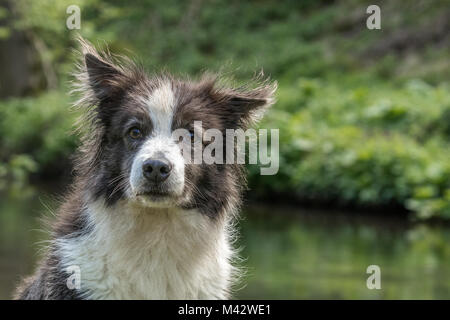 Nebel, der Border Collie Stockfoto