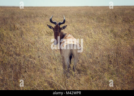 Serengeti National Park Antilope im Jahr 2015 getroffen Stockfoto