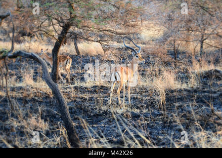 Serengeti National Park Antilope im Jahr 2015 getroffen Stockfoto