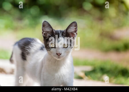 Schwarze und weiße Katze mit einem unscharfen Hintergrund Stockfoto